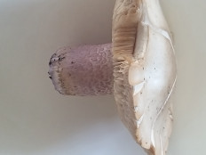 Рядовка лиловоногая