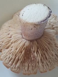 Рядовка лиловоногая