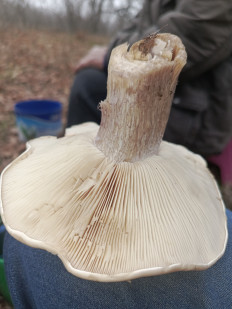 Гриб из Волгоград