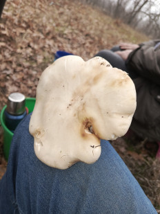 Гриб из Волгоград