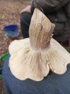 Гриб из Волгоград