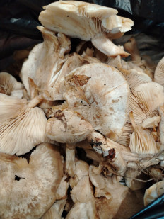 Гриб из Станица Островская