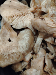 Гриб из Станица Островская