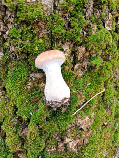 Гриб из Волжский