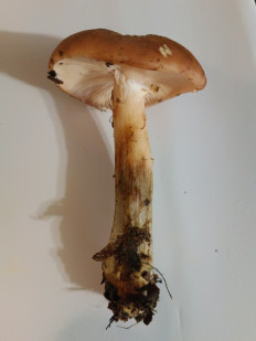 Гриб из Волжский