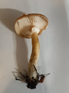 Гриб из Волжский