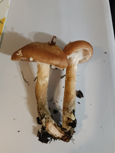 Гриб из Волжский