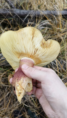 Рядовка жёлто-красная