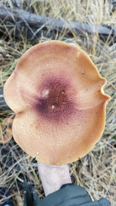 Рядовка жёлто-красная