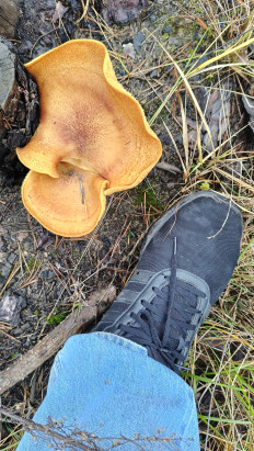 Рядовка жёлто-красная