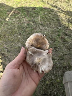 Гриб из Горняцкий