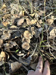 Гриб из Горняцкий