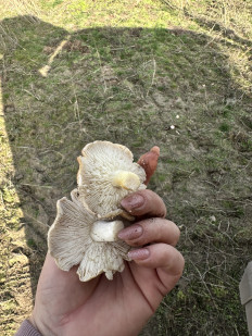 Гриб из Горняцкий