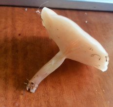 Гриб из Кордон Одесса