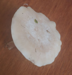 Гриб из Кордон Одесса