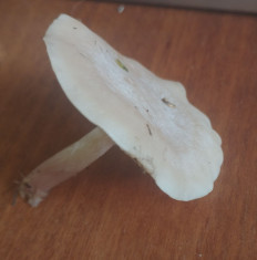 Гриб из Кордон Одесса