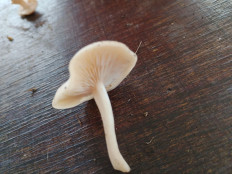 Гриб из Кордон Одесса