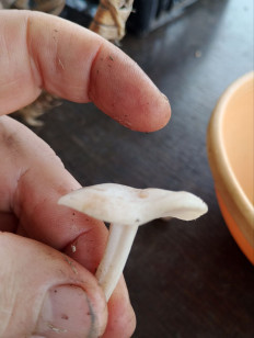 Гриб из Кордон Одесса