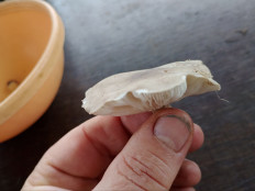 Гриб из Кордон Одесса