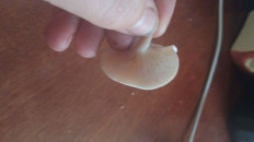 Гриб из Кордон Одесса