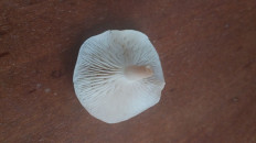 Гриб из Кордон Одесса