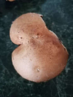 Гриб из Пятигорск