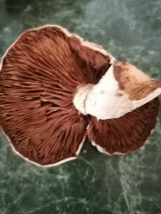 Гриб из Пятигорск