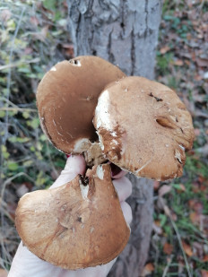 Гриб из Пятигорск