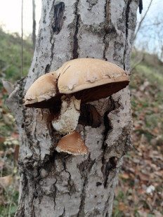 Гриб из Пятигорск