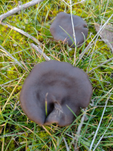 Гриб из ДНР, Шахтёрск