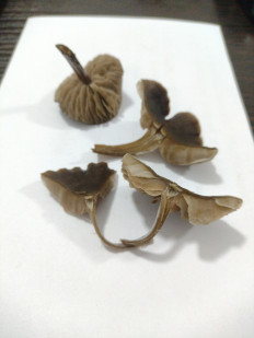 Гриб из ДНР, Шахтёрск