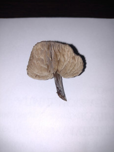 Гриб из ДНР, Шахтёрск