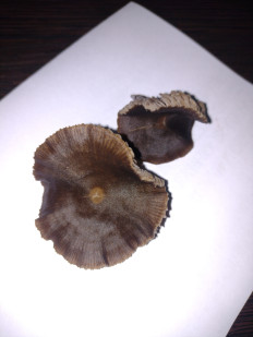 Гриб из ДНР, Шахтёрск