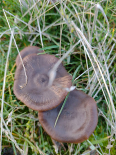 Гриб из ДНР, Шахтёрск