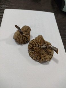 Гриб из ДНР, Шахтёрск