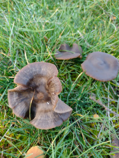 Гриб из ДНР, Шахтёрск