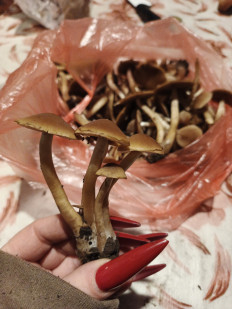 Гриб из Харьков