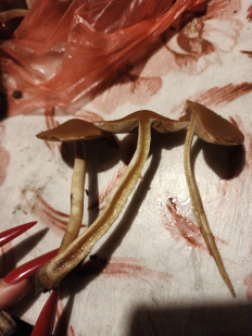 Гриб из Харьков