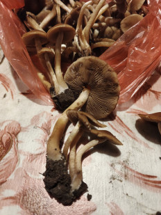 Гриб из Харьков