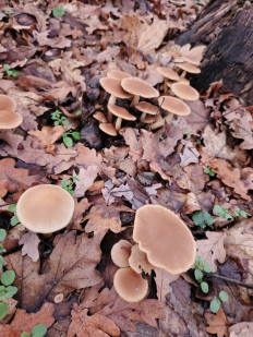 Гриб из Харьков