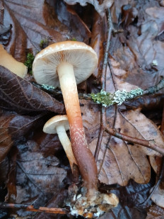 Гриб из Москва