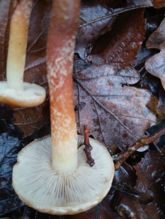 Гриб из Москва