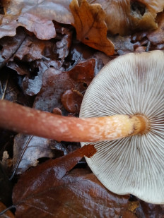 Гриб из Москва