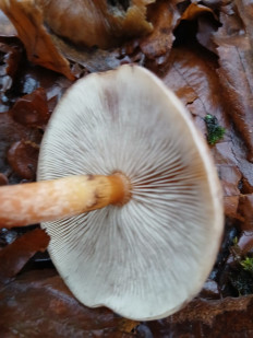 Гриб из Москва