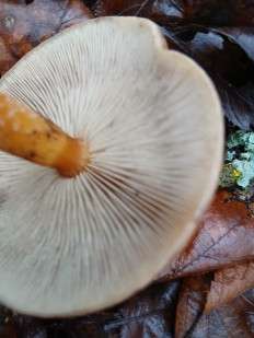 Гриб из Москва