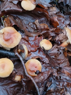 Гриб из Москва