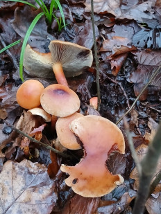 Гриб из Москва