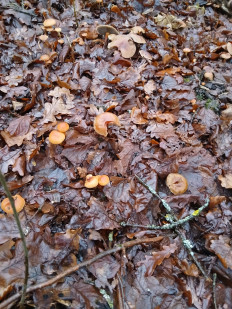 Гриб из Москва