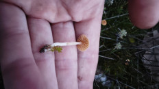 Гриб из Волгоград