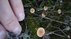 Гриб из Волгоград